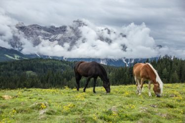 馬と絶景